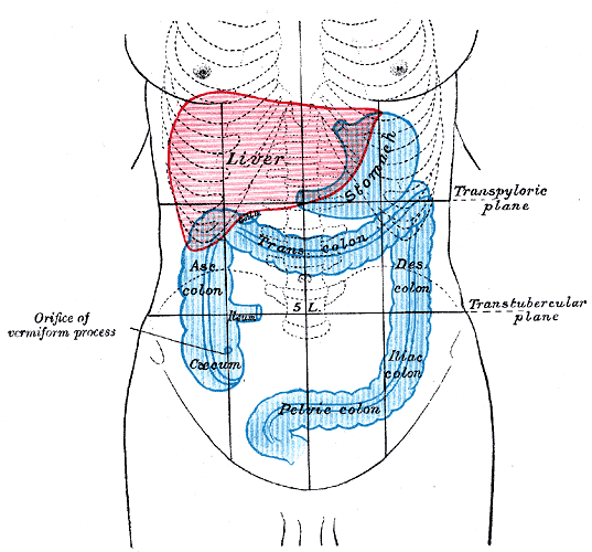 Colon Rectum Anatomy Image001 ( Intestine Diseases & Surgery )